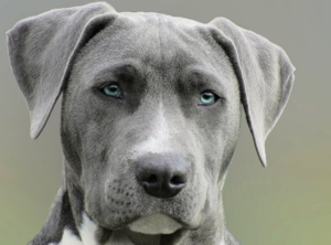 Insurance for Guide Dogs