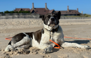 Insurance: Claims for Dogs