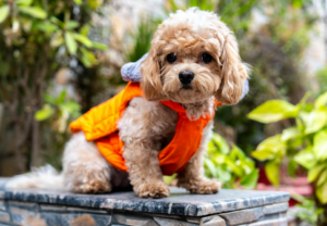 Lemonade dog insurance