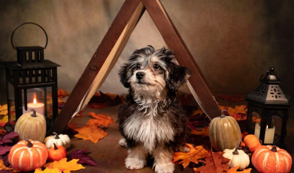 The Ultimate Guide to Pumpkin Dog Insurance: