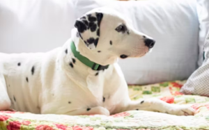 Spot Dog Insurance