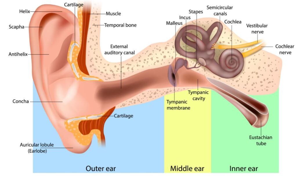 Supplemental Dental, Vision, and Hearing Coverage